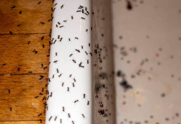 Best Pest Removal Services  in Tuntutuli, AK